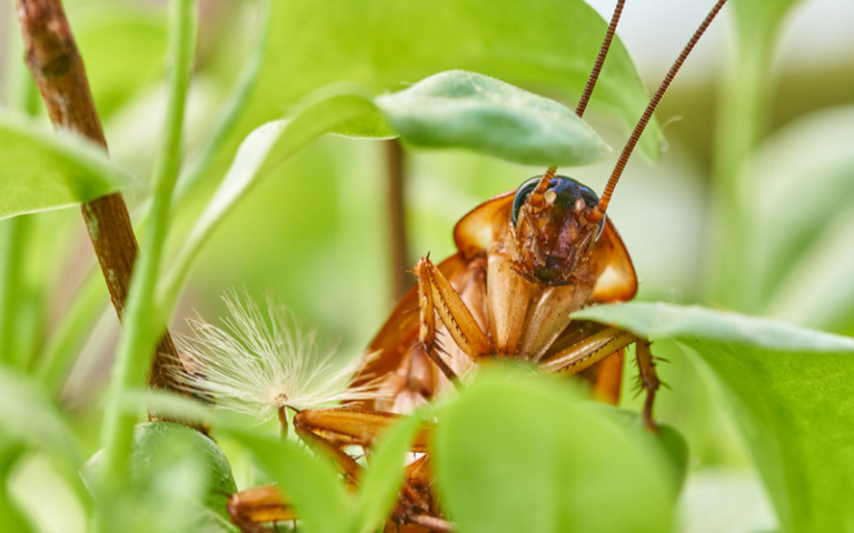 How Do You Know if You Have a Roach Infestation?