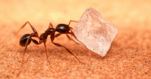 Sugar and ants