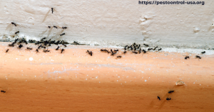 Types of Ants in Restaurants 