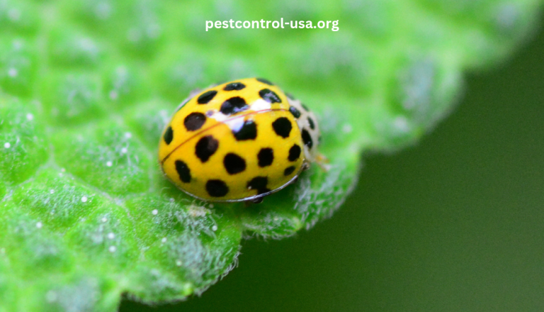 Are All Yellow Ladybugs Poisonous?