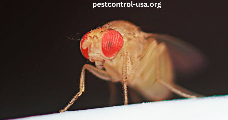 Are Fruit Flies Harmful?