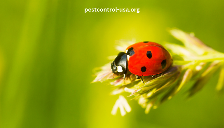 Are Asian Ladybugs Beneficial?