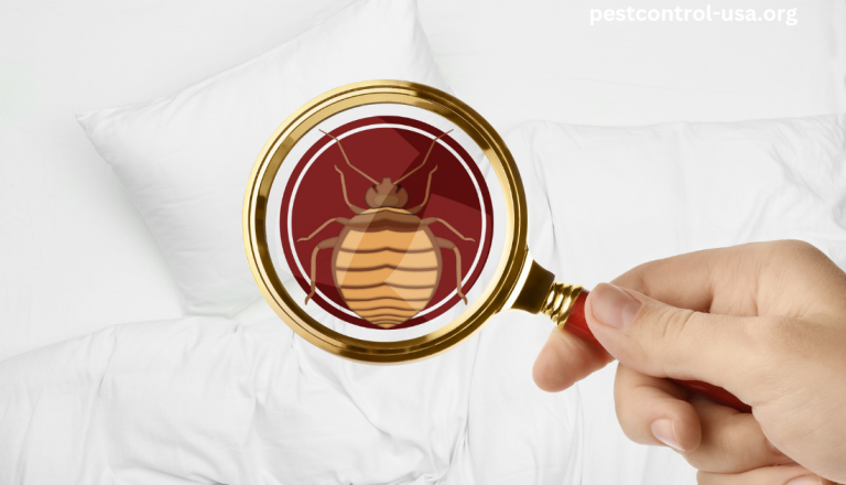 Do Bed Bugs Lay Eggs in Your Hair?
