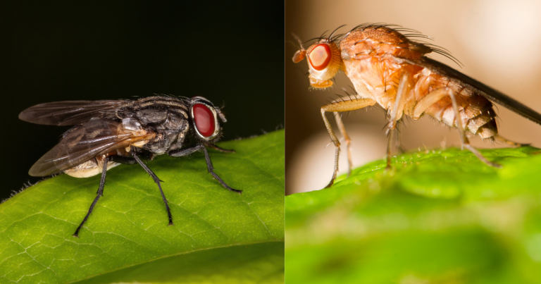 The Great Divide – House Fly vs. Fruit Fly