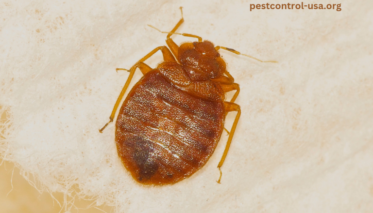 Is it OK to Sleep with Bed Bugs?