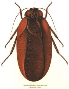 Megaloblatta longipennis