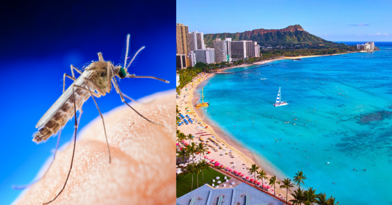 Are There Mosquitoes in Hawaii?