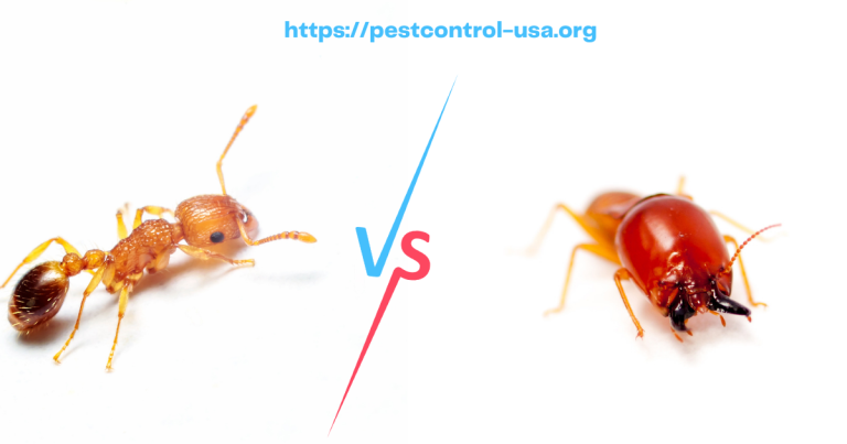 Ants Vs Termites – Differences & Similarities