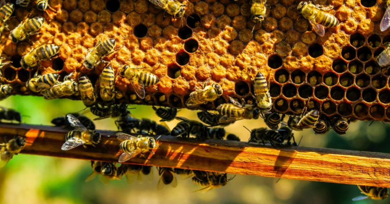 Debunking the Myths: Are Bees Dangerous?