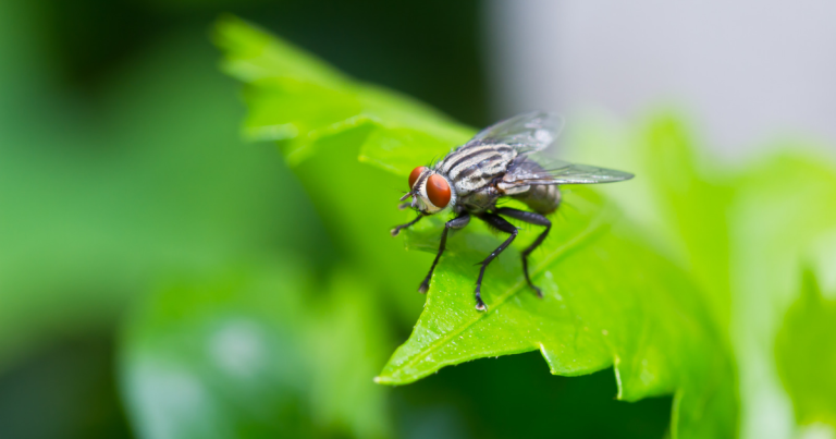 Are Flies Dangerous?