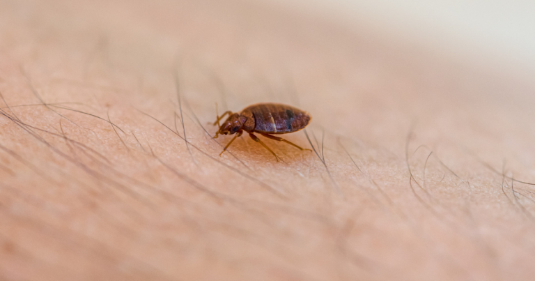 10 Tips for Bed Bug Pest Control