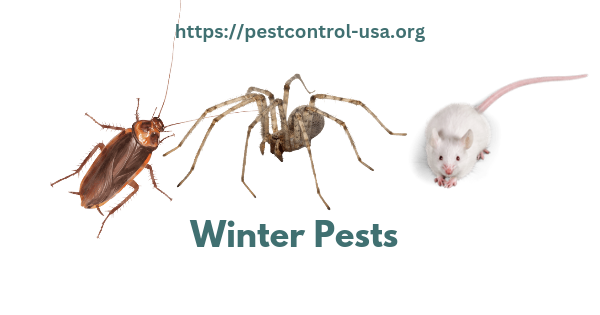 Common Pests During the Winter Season