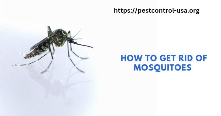 How to Get Rid of Mosquitoes 2023?