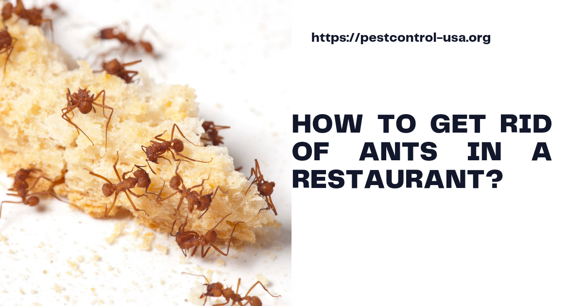 How to get rid of ants in a Restaurant 