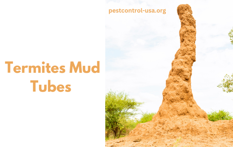 How to Remove Termite Mud Tubes?