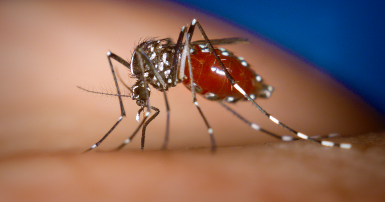 What are 3 Common Methods to Control Mosquitoes?