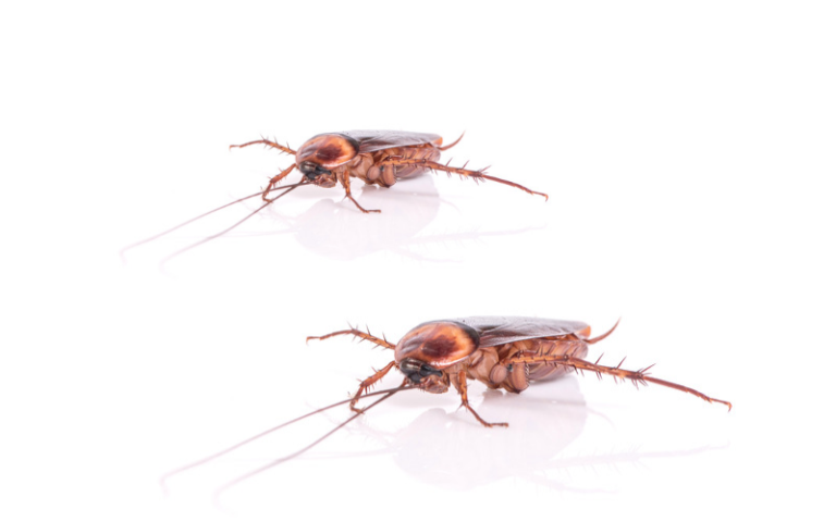 How to Get Rid of Roaches for Good?