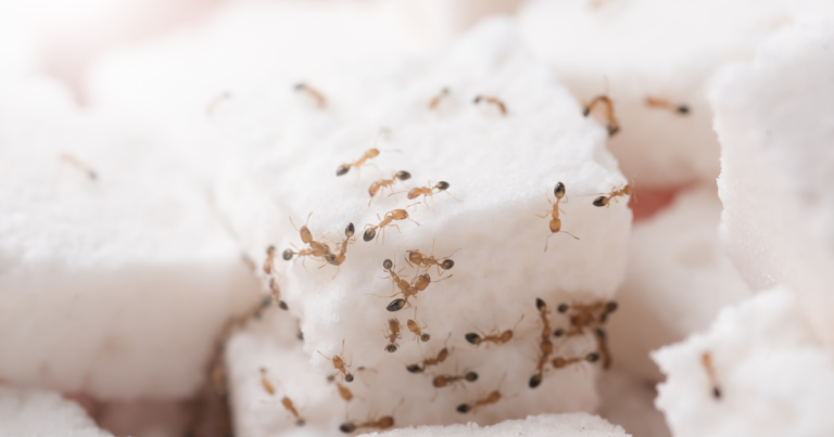 How to Get Rid of Sugar Ants?