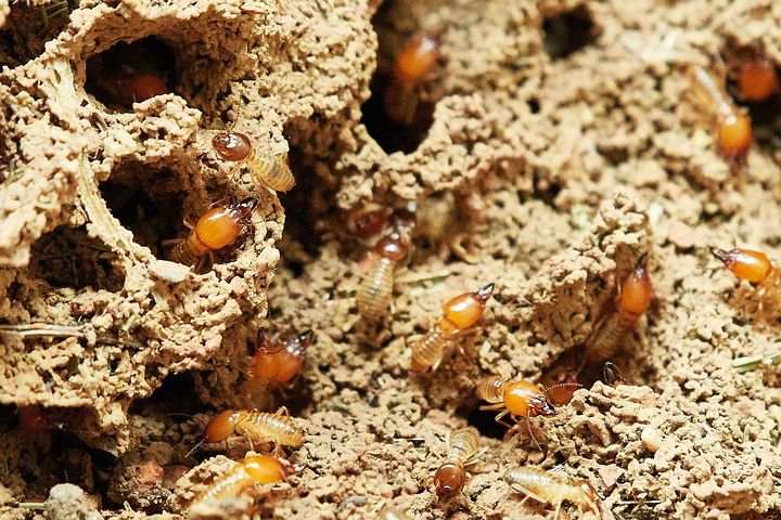 Are Termites Nocturnal