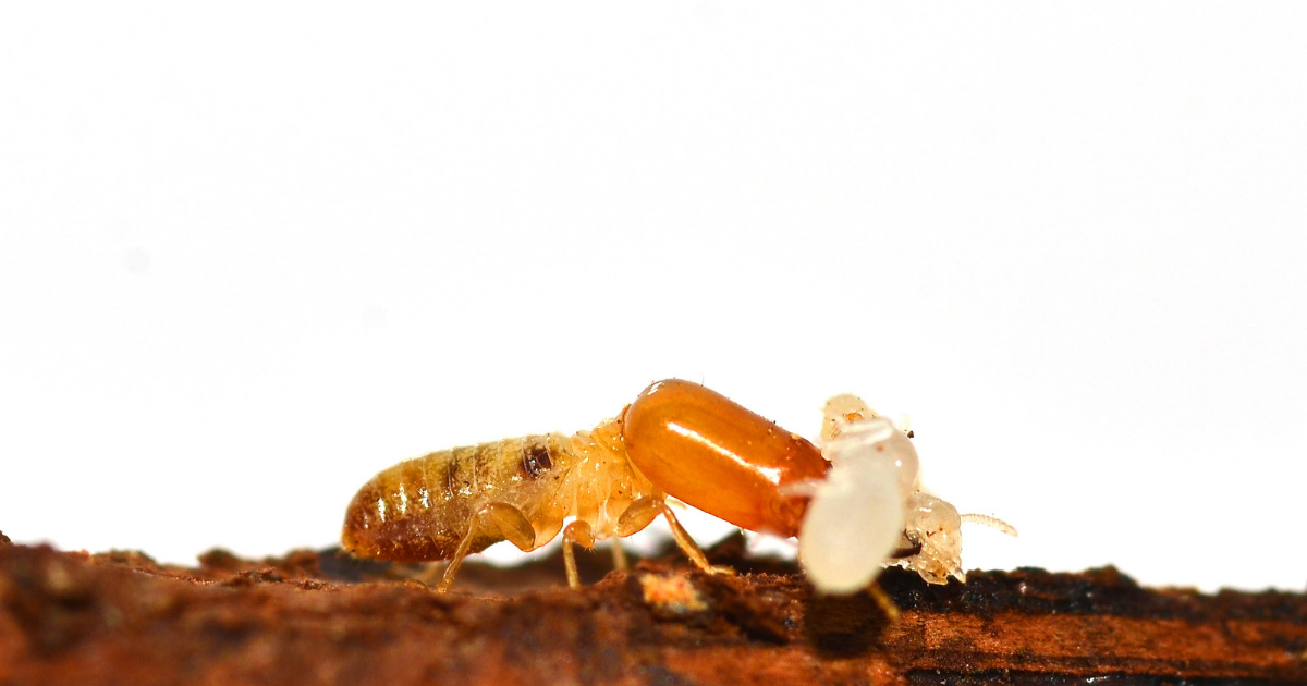 Types of termites
