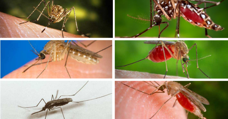 Are There Different Species of Mosquitoes?