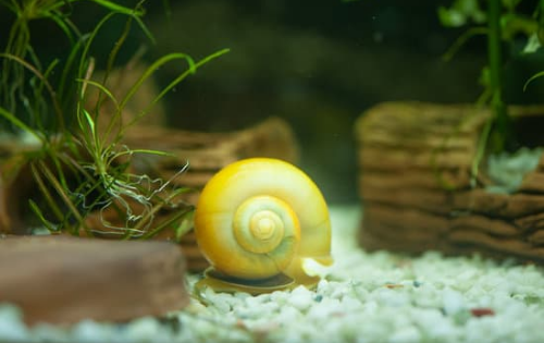 How to Get Rid of Aquarium Snails 
