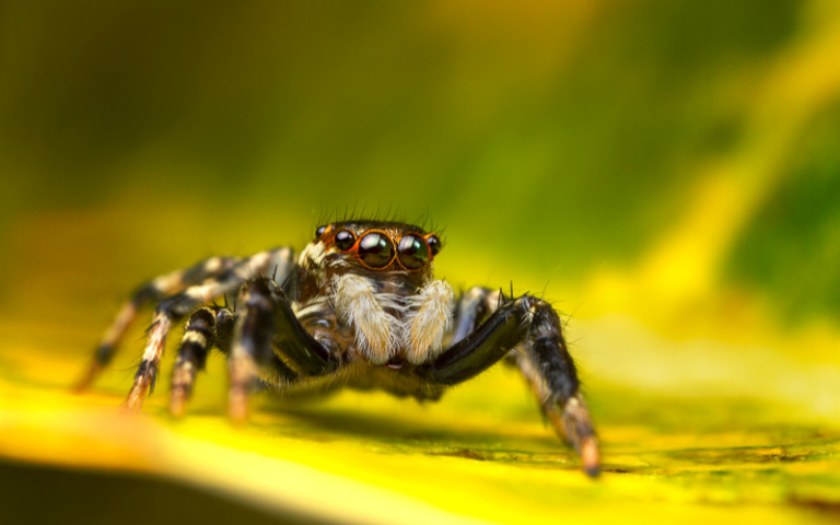 Are Jumping Spiders Poisonous? You Might Be Surprised