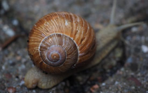 Ways to Get Rid of Snails in the Yard 