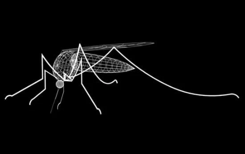 How Long Do Mosquitoes Live?