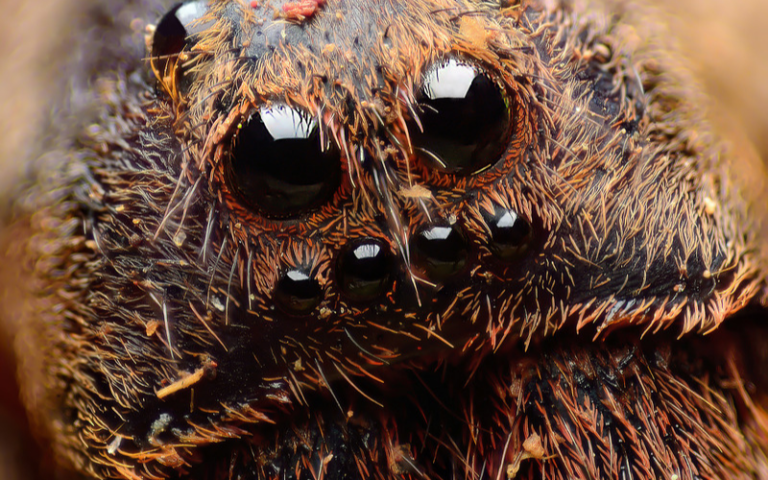 How Many Eyes Do Spiders Have
