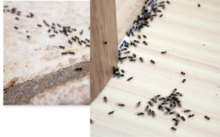 How to Get Rid of Ants in the Kitchen?