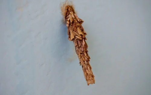 How to Get Rid of Plaster Bagworms on Exterior Walls
