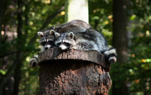 Ways to Get Rid of Raccoon Problems? We Can Help!