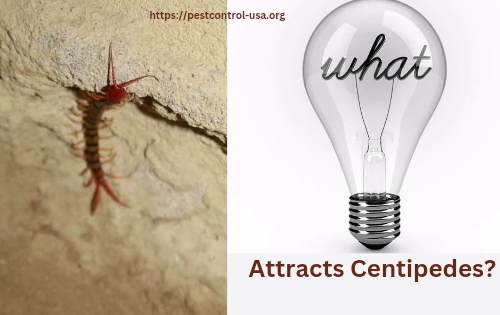 What Attracts Centipedes?
