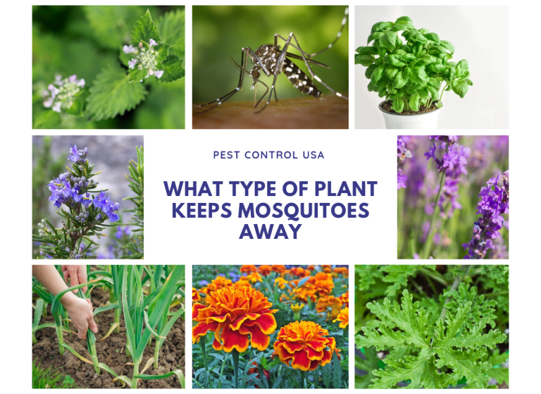 What Type of Plant Keeps Mosquitoes Away