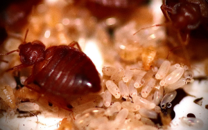 How to get rid of bed bugs 