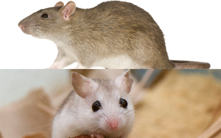 A Tale of Two Rodents: Mice vs. Rats