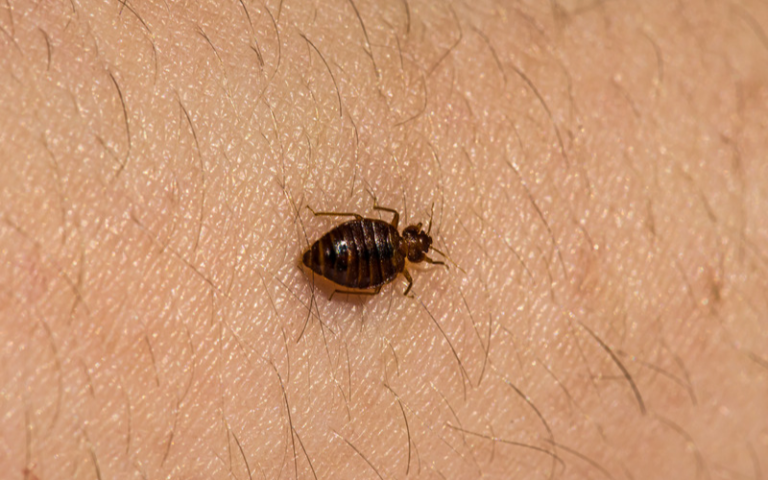 What Causes Bedbugs?