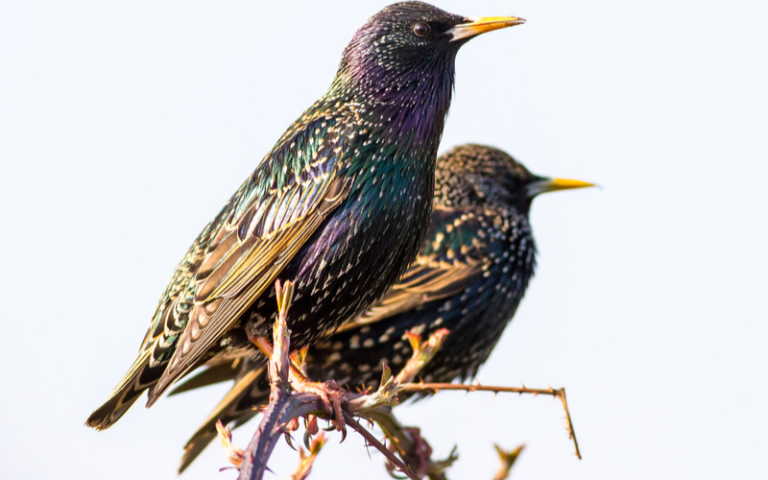 How To Keep Starlings Away [Updated 2023]
