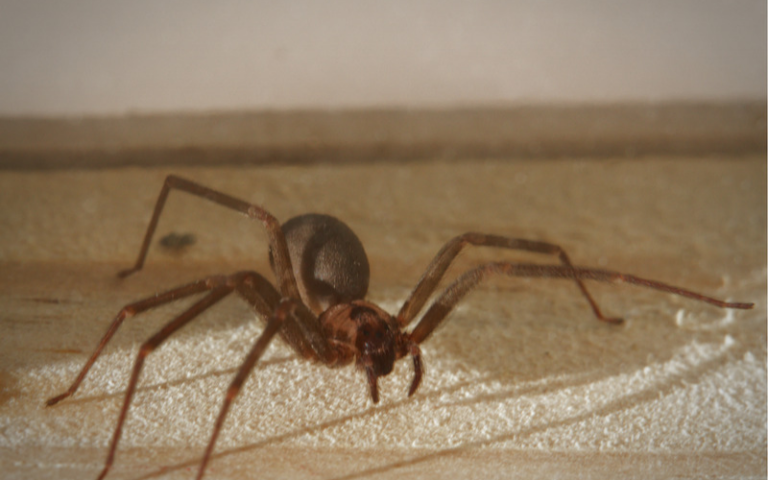 How to Get Rid of Brown Recluse Spiders