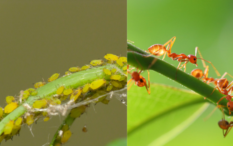 The Strange Relationship Between Aphids and Ants