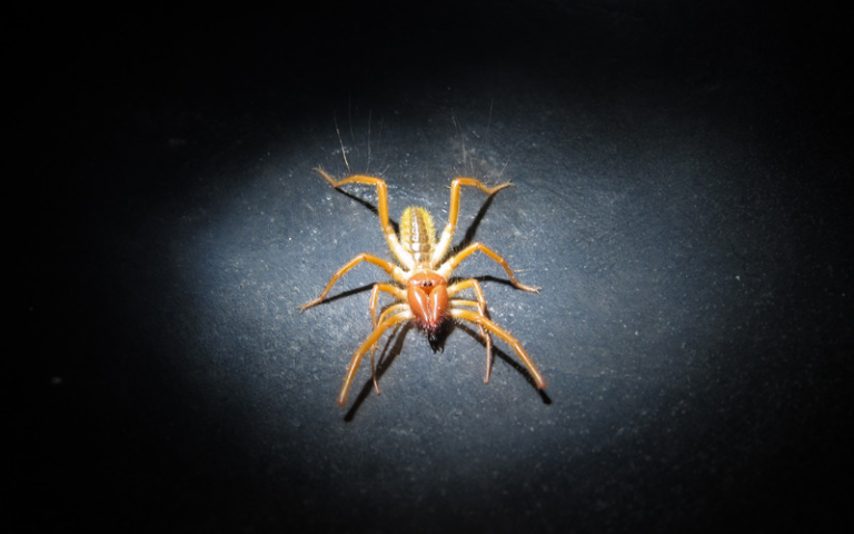 Are Camel Spiders Poisonous?