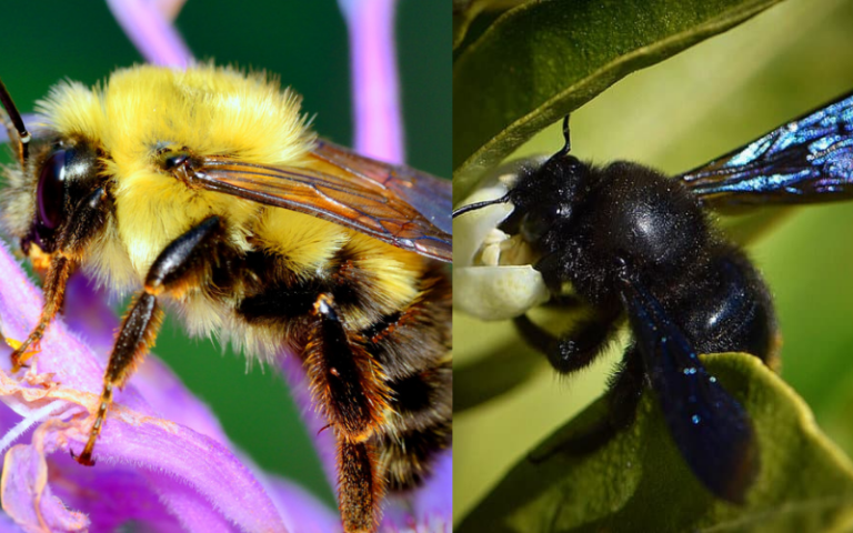 Bumble Bee vs. Carpenter Bee: Similarities and Differences