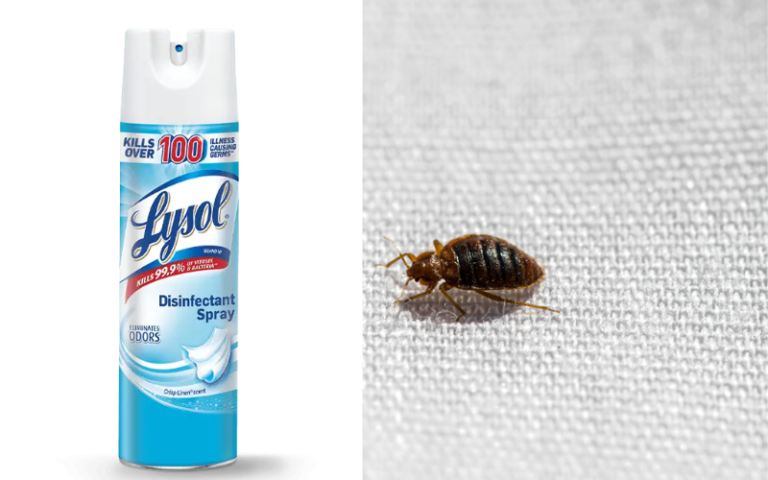 Does Lysol Kill Bed Bugs? A Comprehensive Guide