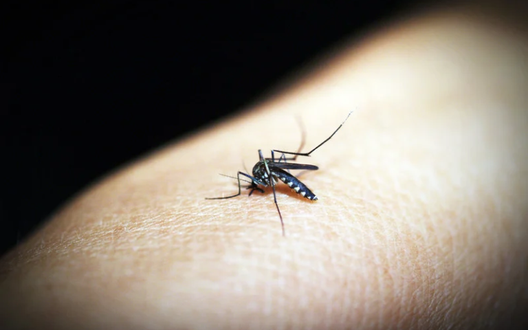 Preventing Mosquito-Borne Diseases: Simple Tips for Staying Safe