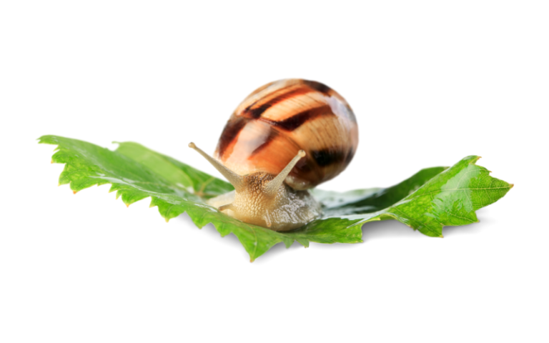 How to Control Snails in Vegetable Gardens