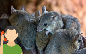 When to Call Pest Control for Mice Infestation