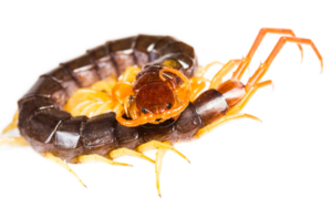 Centipede removal 