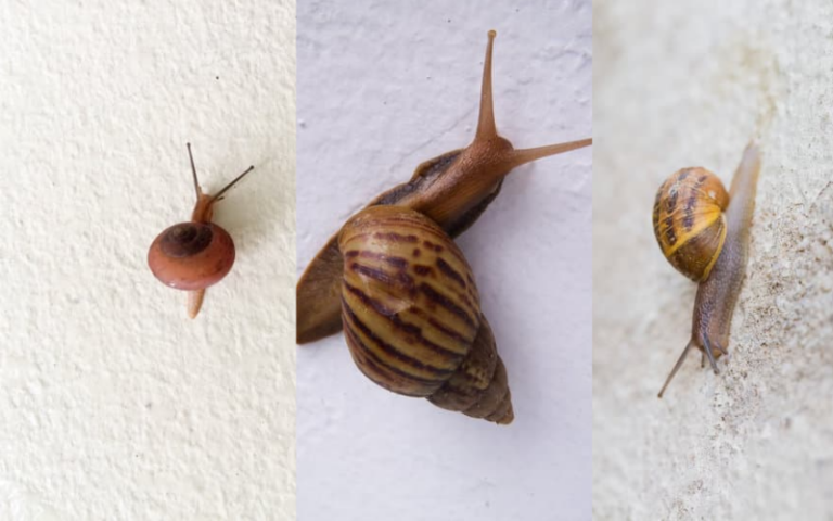 5 Common Reasons Why Snails Climb Up Your House